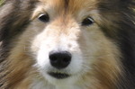 Shetland Sheepdog face