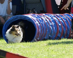 Shetland Sheepdog in the competition