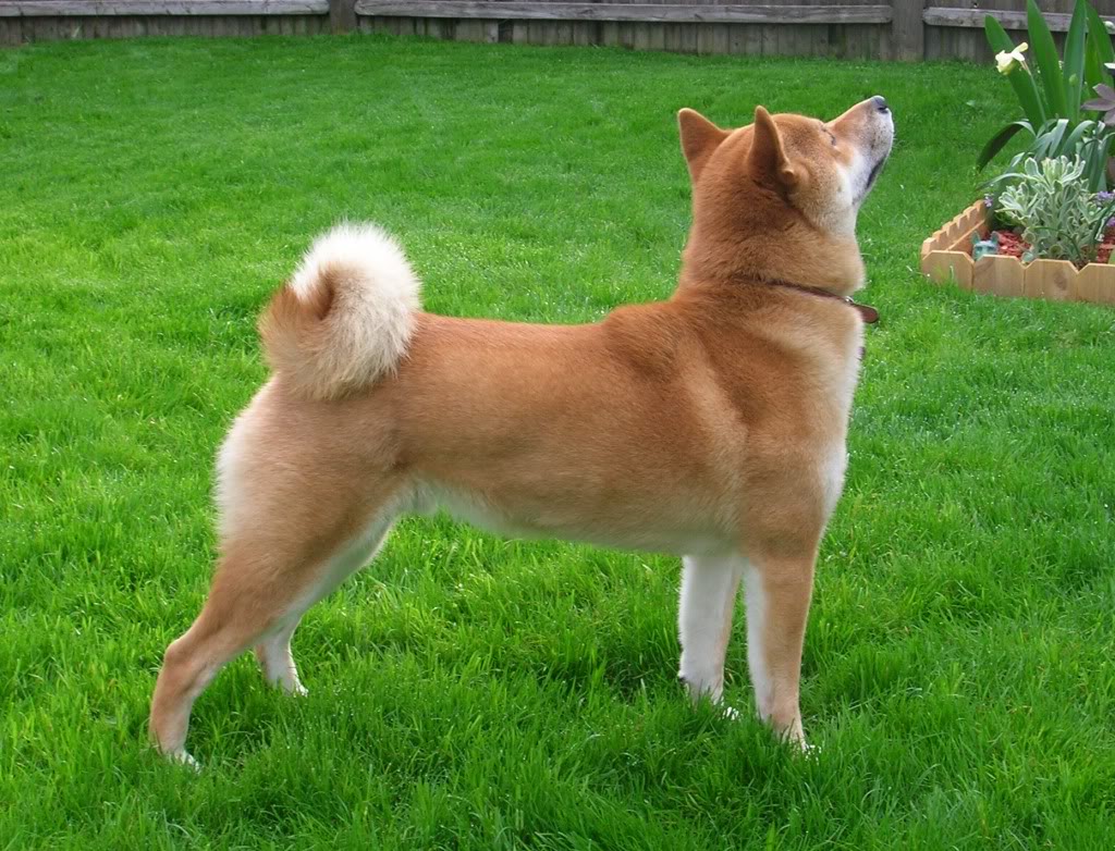 Собака Сиба-ину на траве фото