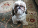 Shih Tzu dog on the carpet