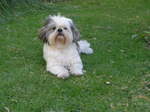 Shih Tzu dog on the grass