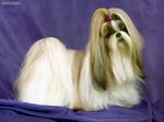 Shih Tzu dog portrait