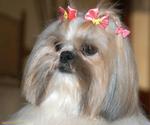 Shih Tzu dog