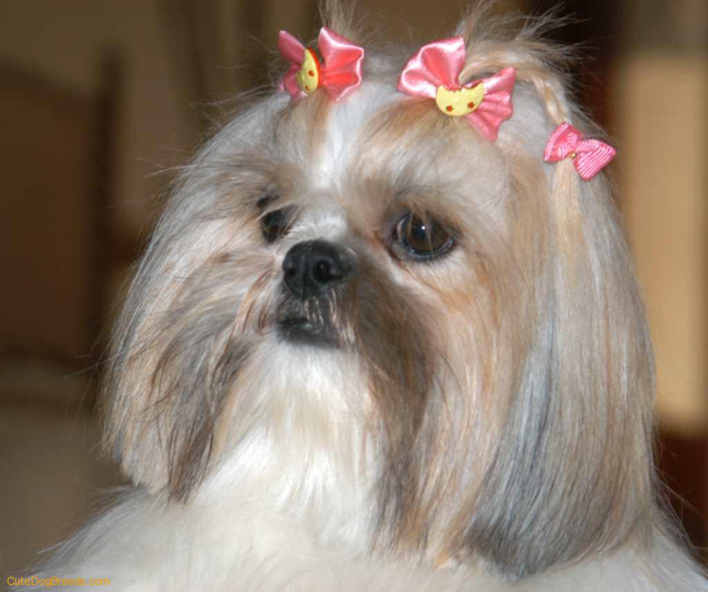 Shih Tzu dog photo and wallpaper. Beautiful Shih Tzu dog pictures