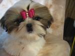 Shih Tzu dog with a red bow