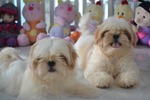 Shih Tzu dogs