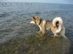 Shikoku dog in the sea