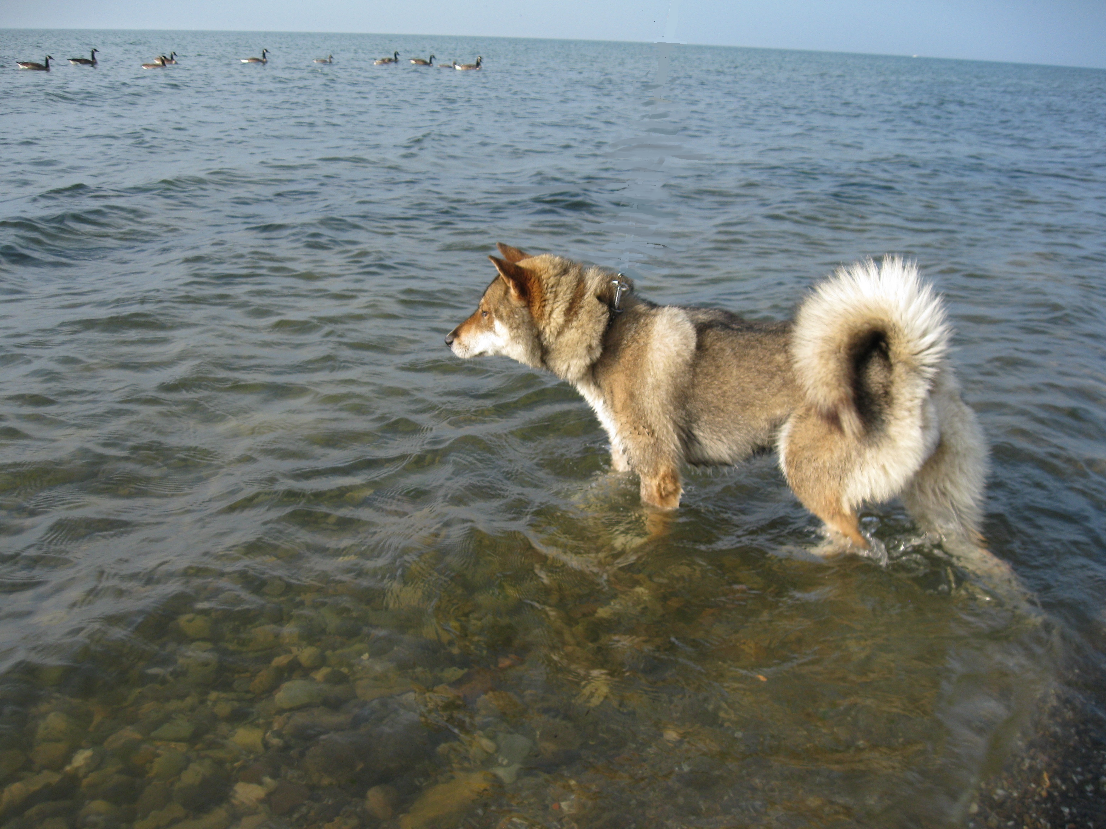 Shikoku dog in the sea wallpaper
