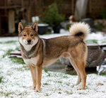 Shikoku dog in the snow