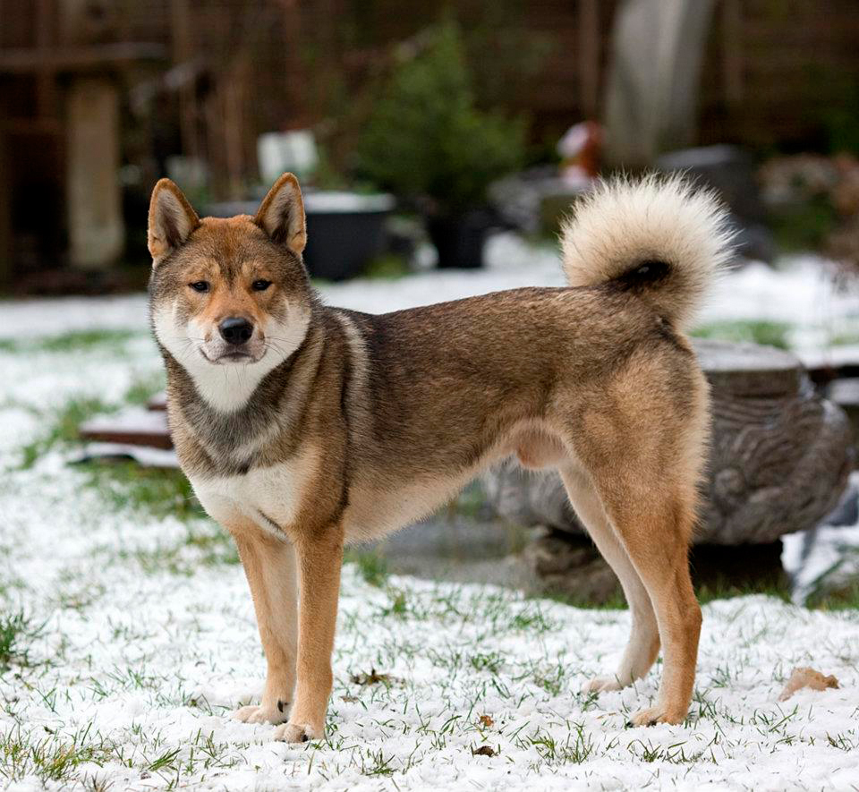 Собака Шикоку в снегу фото