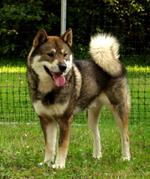 Shikoku dog on the grass