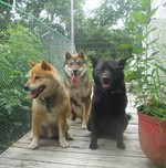 Shikoku dogs