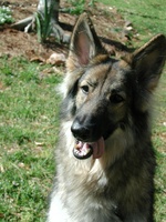 Shiloh Shepherd Dog face