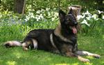 Shiloh Shepherd Dog in flowers