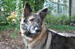 Shiloh Shepherd Dog in the forest