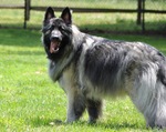 Shiloh Shepherd Dog on the grass