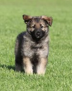 Shiloh Shepherd puppy