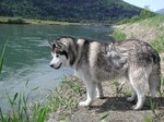 Siberian Husky dog at the bank