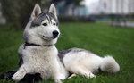 Siberian Husky dog on the grass