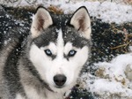 Siberian Husky dog