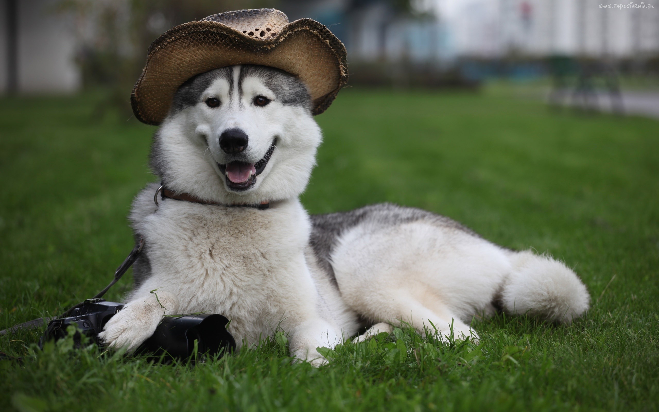 Siberian husky dog time (hora del perro husky siberiano)