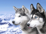 Siberian Husky dogs in the mountains