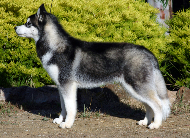 Siberian Husky wallpaper