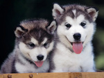 Siberian Husky puppies