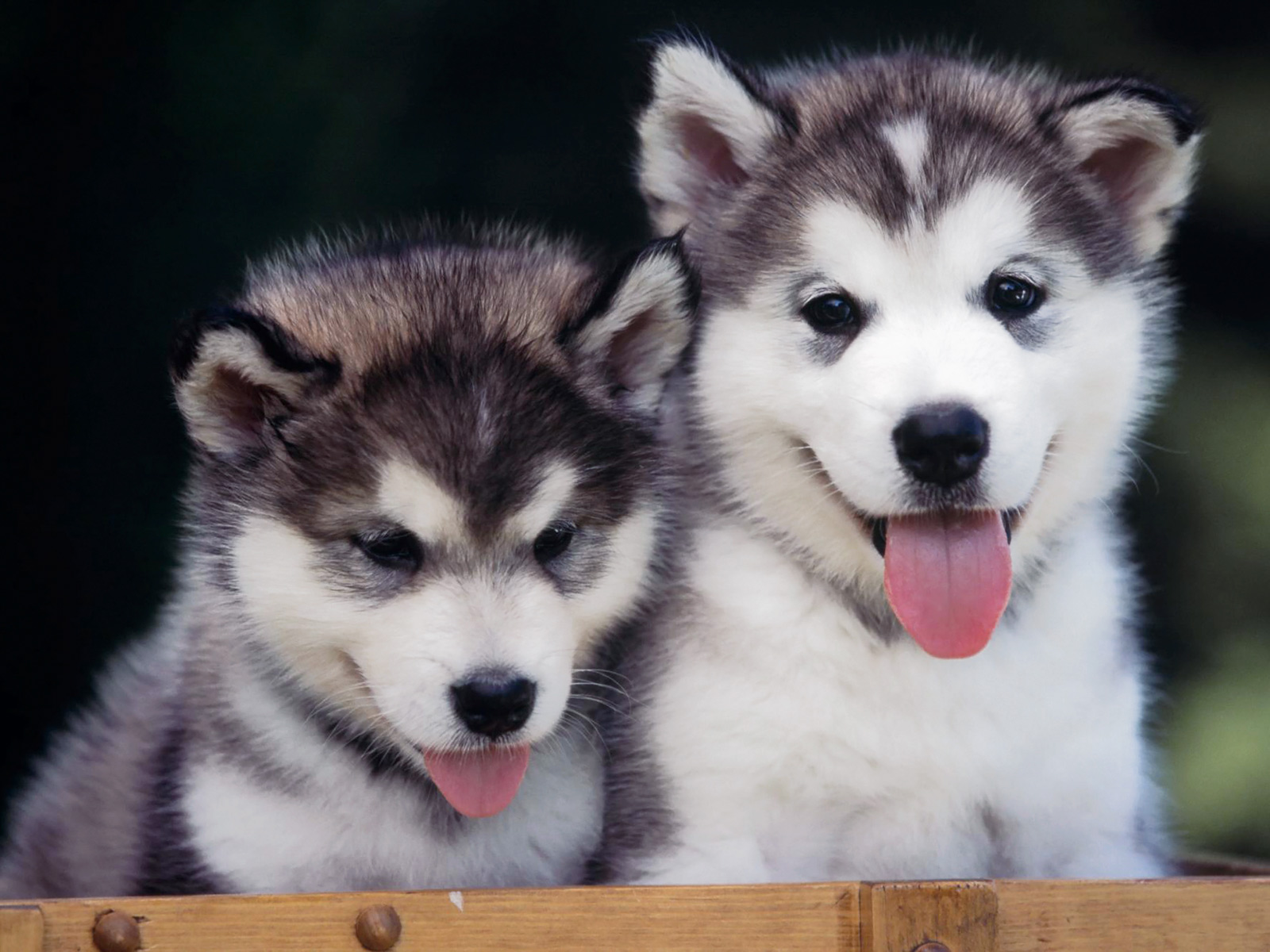 Siberian Husky puppies wallpaper