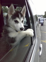 Siberian Husky puppy in the car