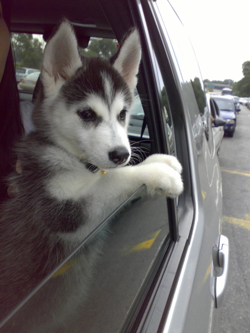 baby husky puppies tumblr