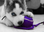 Siberian Husky puppy with a ball