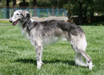 Silken Windhound dog on the grass