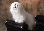 Sitting Coton de Tulear dog 