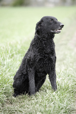 Sitting Curly Coated Retriever