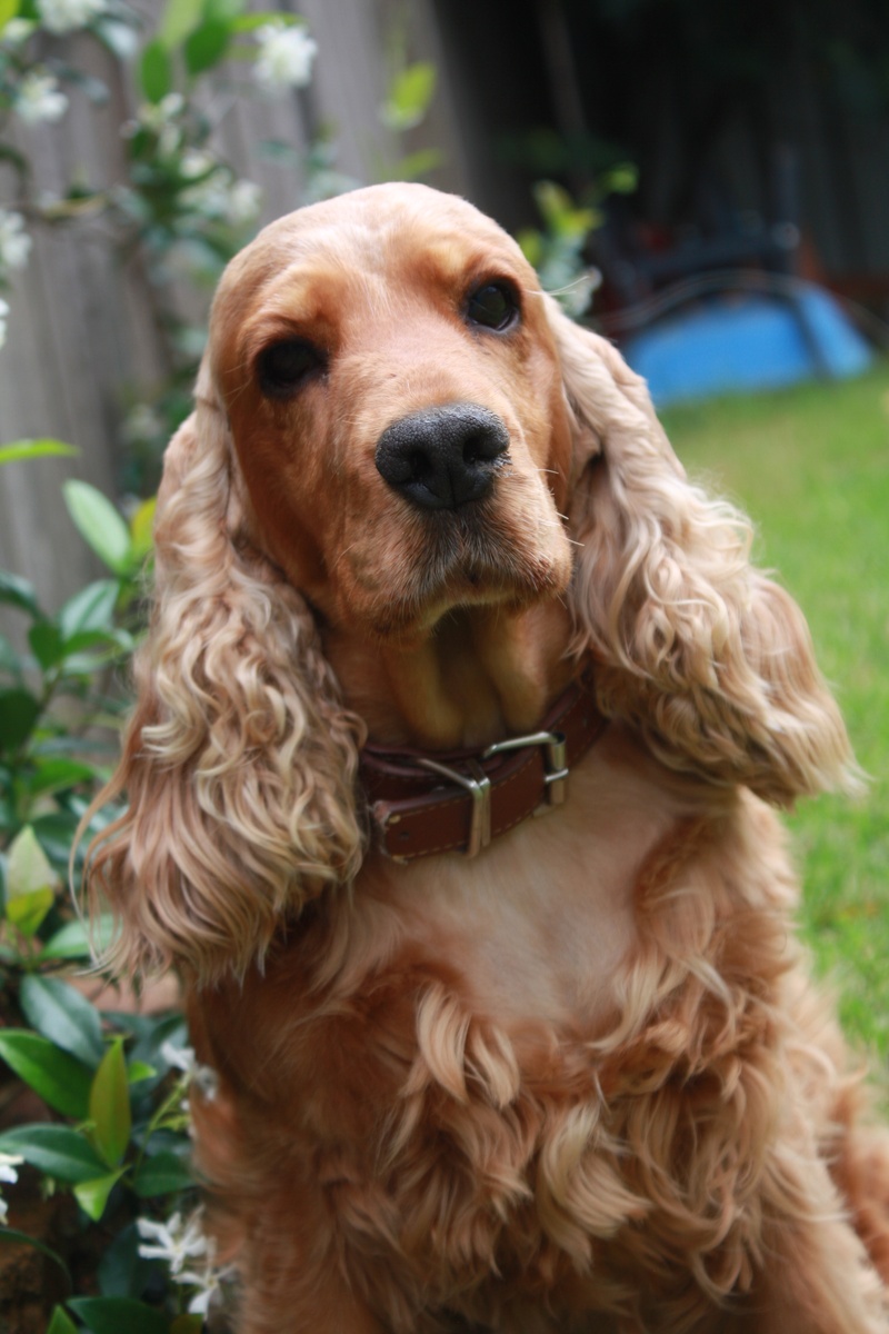 english spanish spaniel