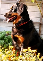 Sitting English Shepherd dog 