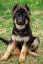 Sitting German Shepherd puppy