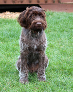 Sitting German Wirehaired Pointer dog