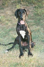 Sitting Great Dean dog