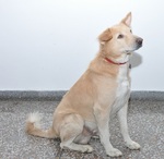 Sitting Himalayan Sheepdog 