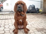 Sitting Korean Mastiff dog