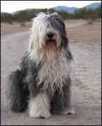 Sitting Old English Sheepdog