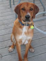 Sitting Redbone Coonhound dog