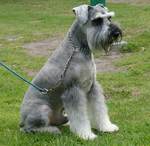 Sitting Schnauzer, Standard dog 