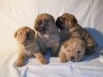 Sitting Shar Pei puppies