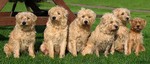 Six Dutch Smoushond dogs