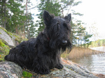 Skye Terrier dog by the water