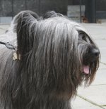 Skye Terrier dog face