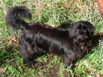 Skye Terrier dog on the grass